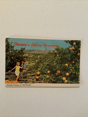 Florida’s Golden Oranges Picking Oranges In Mid Winter…Posted Postcard-image