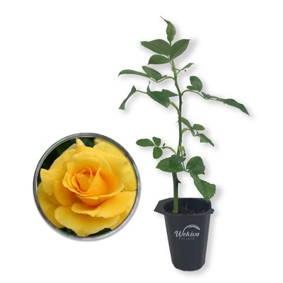 Midas Touch Rose Bush - Live Starter Plants in 2 Inch Pots - Beautifully...-image