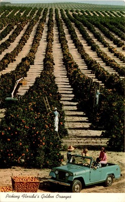 Florida, Golden Oranges, Florida State, F.S.N.B., orange pickers, mid-w Postcard-image