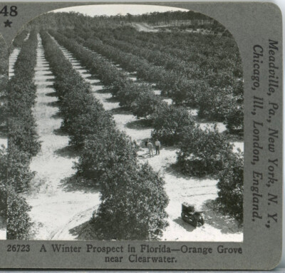 FLORIDA, Clearwater, Orange Groves--Keystone Scenic America Stereoview #48-image