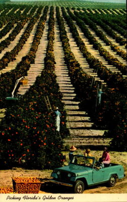 Postcard Typical Scene of Orange Pickers Mid Winter Florida Chrome Unused-image