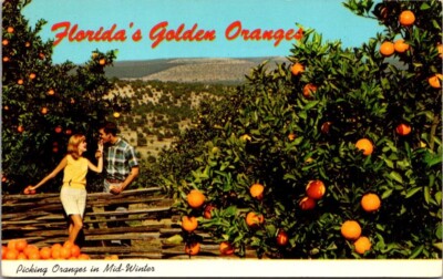 Florida's Golden Oranges Picking Oranges Mid Winter Vintage Chrome Postcard A64-image