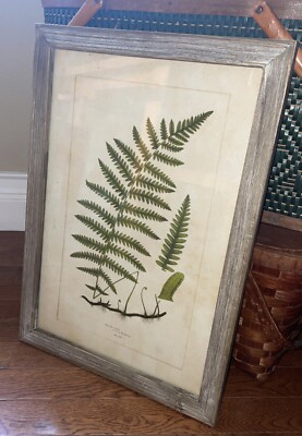 Wood Framed Fern Wall Decor; Creative Co-op.-image