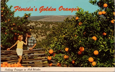 Vintage Postcard ~ Picking Florida's Golden Oranges In Mid-Winter-image