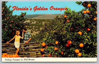 Floridas Golden Oranges Picking Mid-Winter Postcard UNP VTG Unused Vintage-image