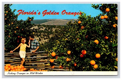 Postcard: FL Picking Oranges In Mid-Winter, Florida - Unposted-image