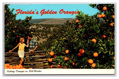 Picking Golden Oranges in Mid-Winter Florida FL Chrome Postcard U29-image