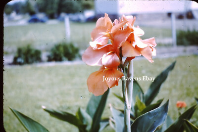 35MM Found Photo Slide Slide Fancy Orange Iris Flower Mid Century Garden 1950s-image