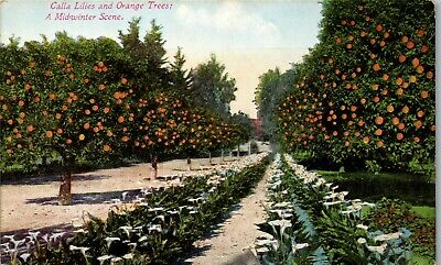 Calla Lilies and Orange Trees a Mid winter Scene  Vintage Postcard AU1-image