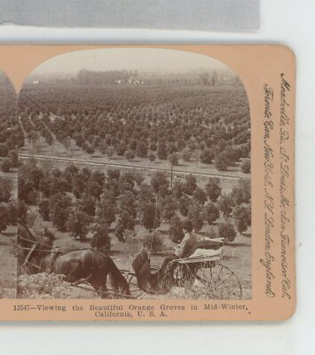 Orange Groves Mid-Winter California CA Keystone Stereoview -image