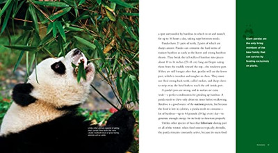 Living Wild: Pandas, Gish Creative Education, Melissa-image