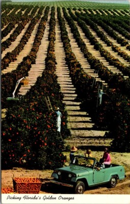 C1970 Jeepster Commando SUV Orange Picking in Florida Mid-winter postcard-image
