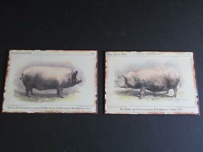 Creative Co-op Metal Signs, Pigs, Pig Signs, Pig Decor, Creative Co-op-image