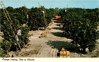 Florida, Orange pickers, Mid-winter, Sunny, Minute Maid Company, Bob Postcard-image