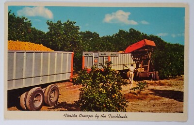 Florida Postcard Mid 1900s Original Rare Orange Grove Truckload Harvest Pick Box-image