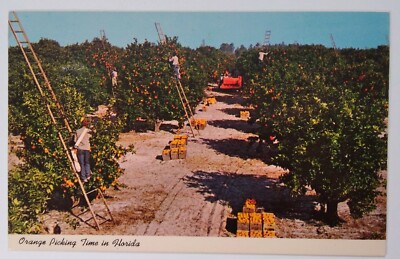 Florida Postcard Mid 1900s Original Rare Orange Grove Picking Time Tall Ladders-image