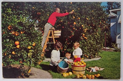 Florida Postcard Mid 1900s Original Rare Orange Tree Backyard Family Doll -image