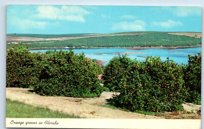 Orange Groves in Florida FL Postcard-image