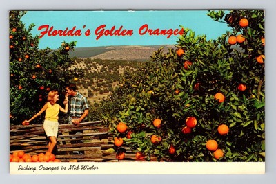 FL-Florida, Picking Oranges in Mid-Winter, Vintage Postcard-image