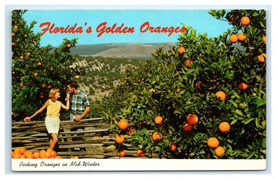 POSTCARD Picking Oranges in Mid Winter Florida FL Woman Feeding Man Orange-image