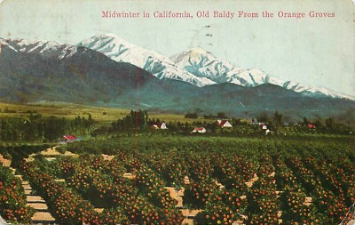 Postcard California Mid Winter California Old Baldy from Orange Groves 1921-image